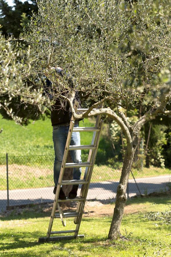 Bed&Breakfast Il Frantoio Misano Adriatico Exterior photo